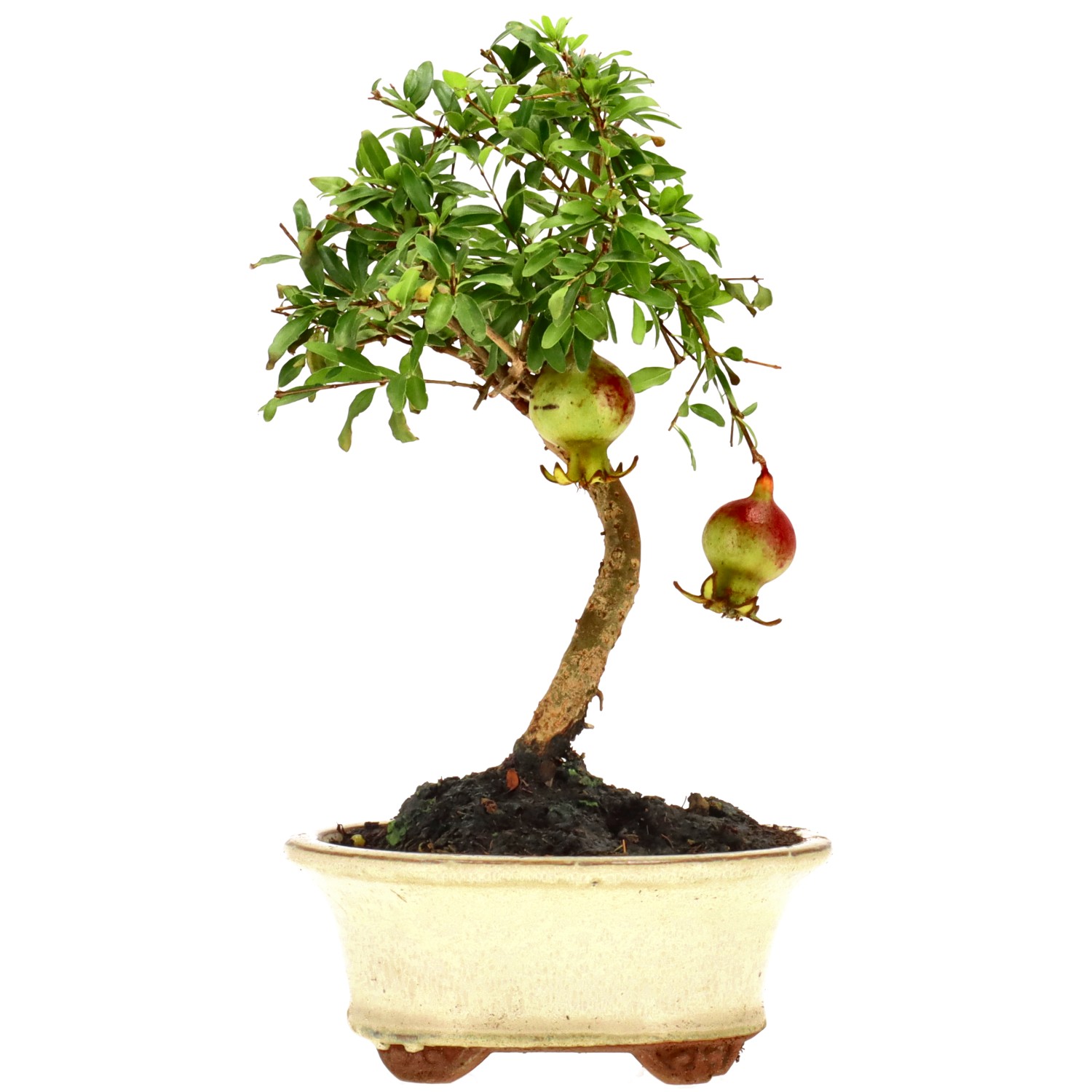 Granado, aprox. 7 años (19 cm)