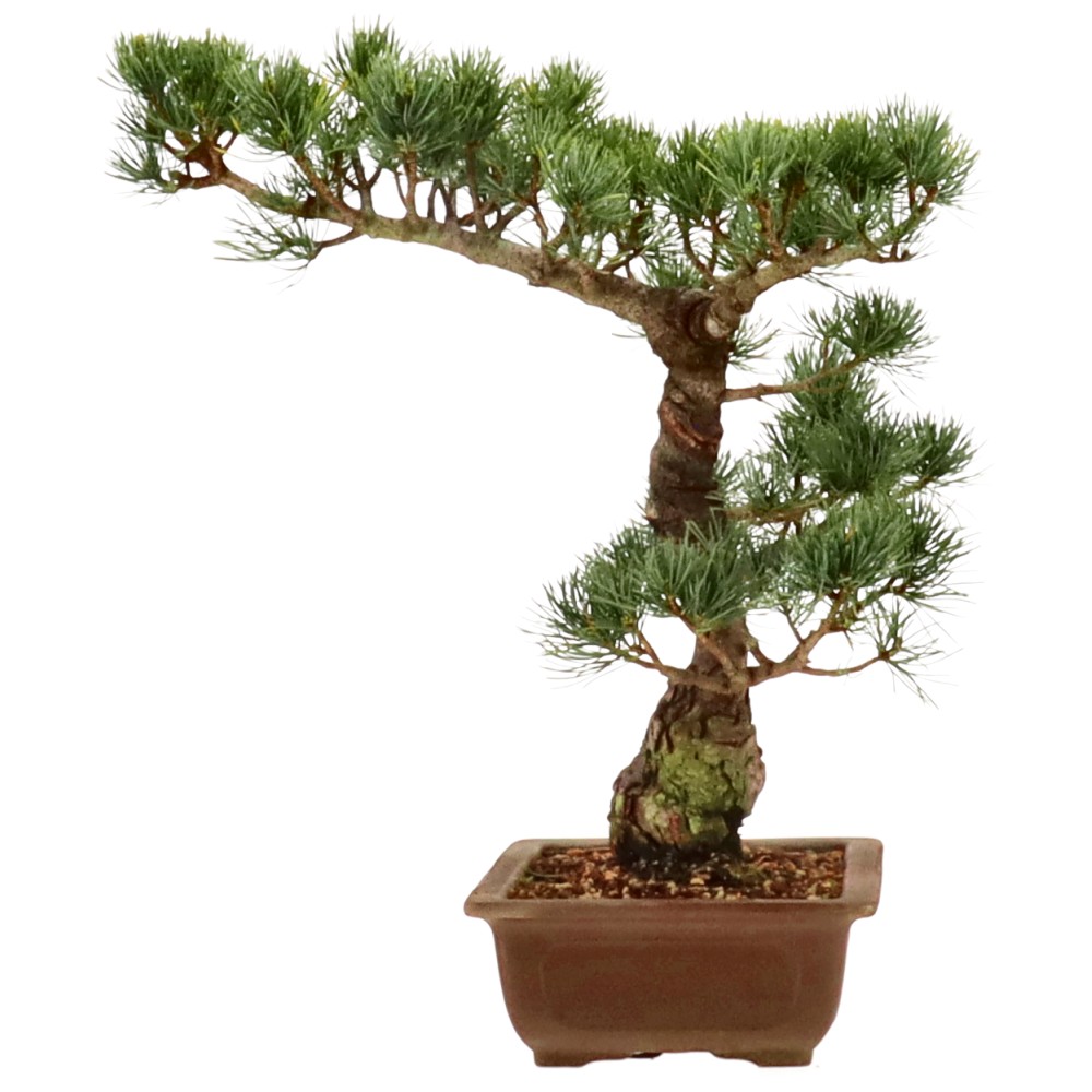 bonsai.fallbackImageTitle bonsai.fallbackImageTitle