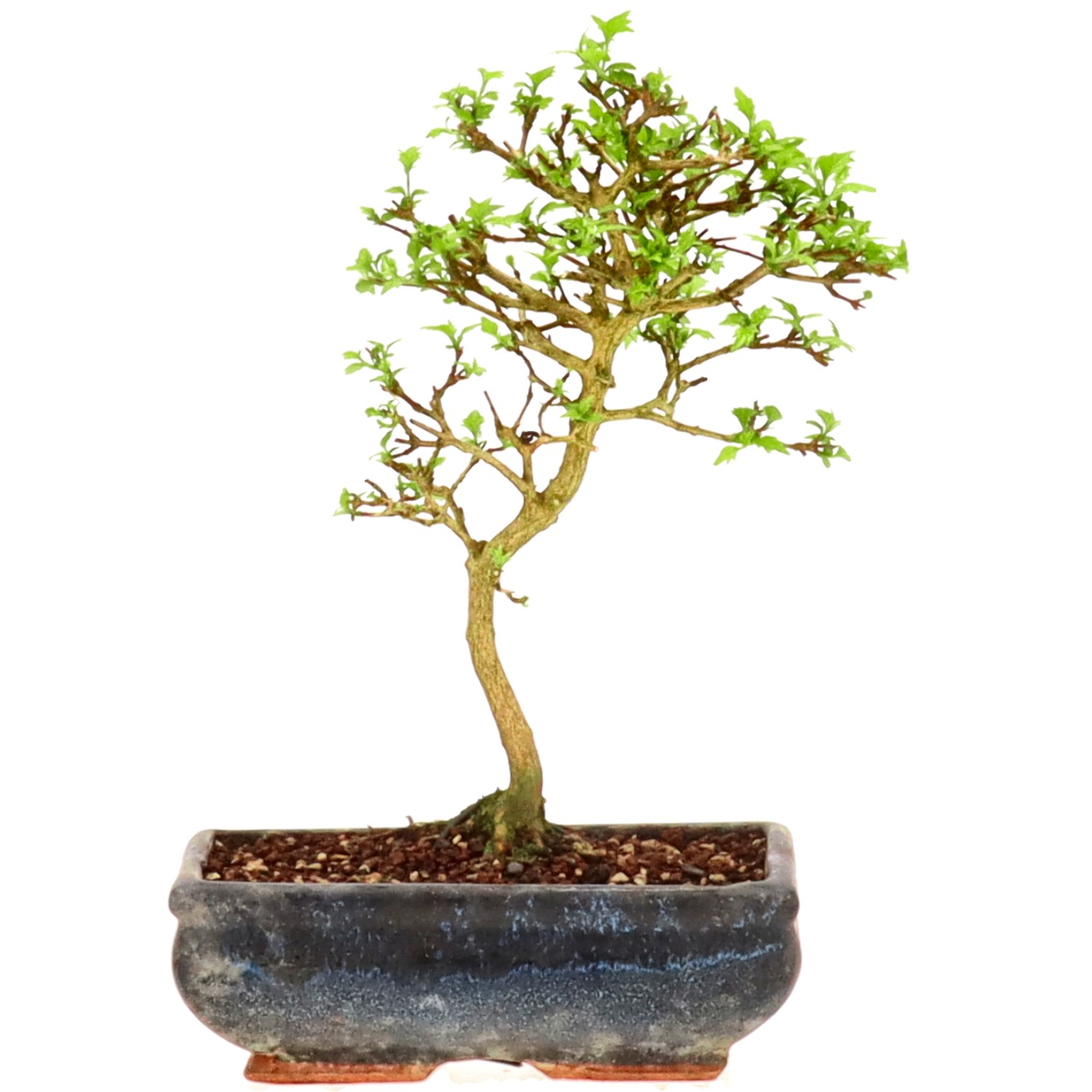 bonsai.fallbackImageTitle bonsai.fallbackImageTitle