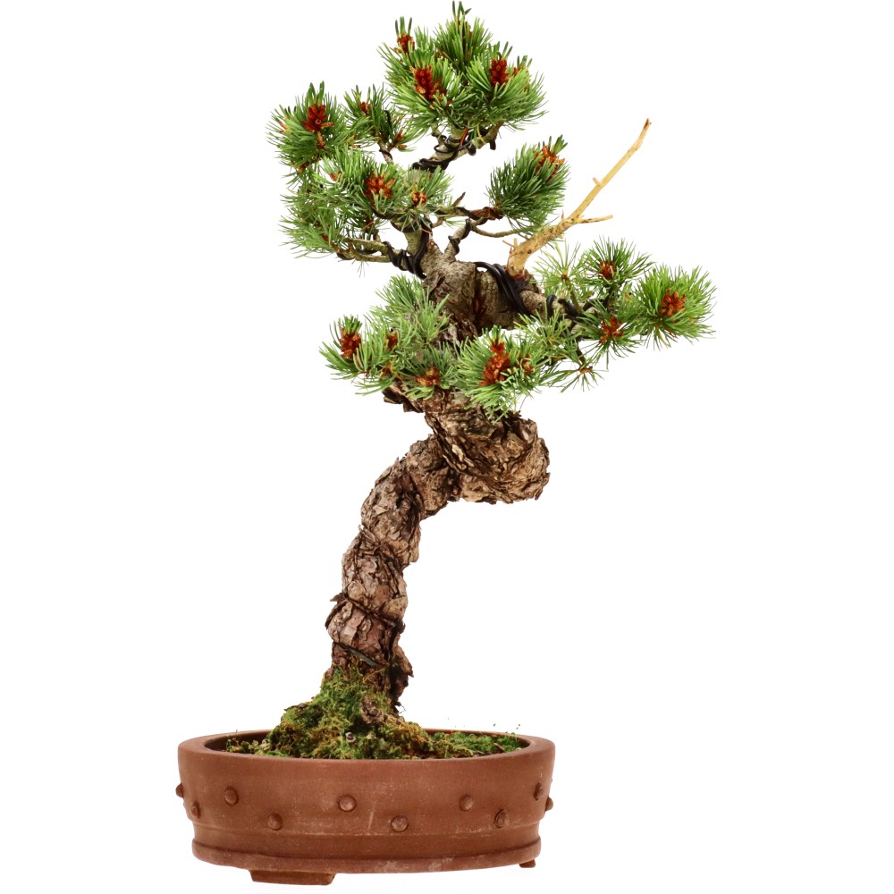 Japanse witte den, ca. 18 j. (39 cm)