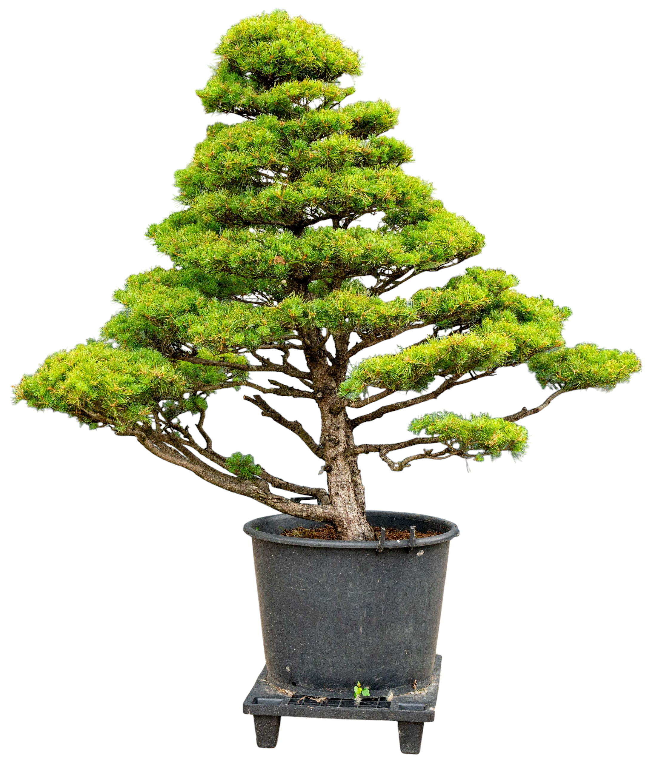 Gardenbonsai - Pine tree, approx. 30 years (175 cm)