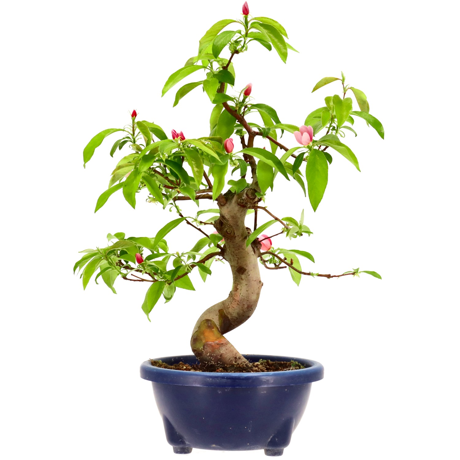Chin. Quitte, ca. 16 J. (42 cm)