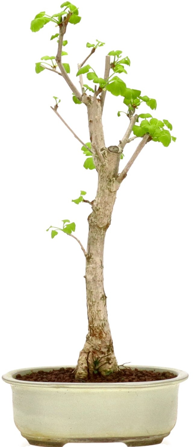 [L013] Ginkgo, approx. 10 years