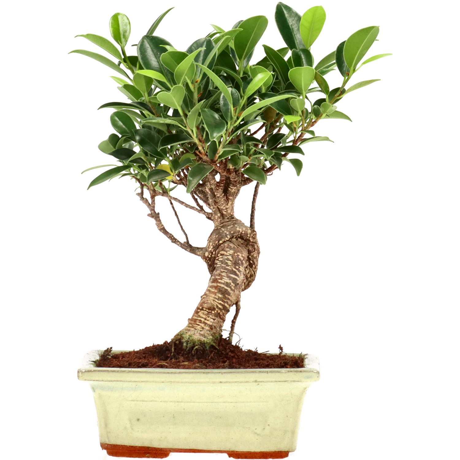 Chin. Feigenbaum (Ret.), ca. 7 J. (21 cm)
