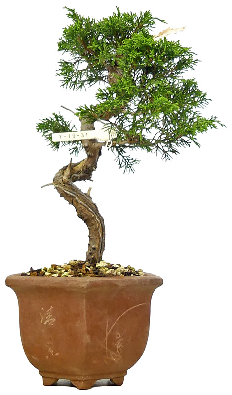bonsai.fallbackImageTitle bonsai.fallbackImageTitle