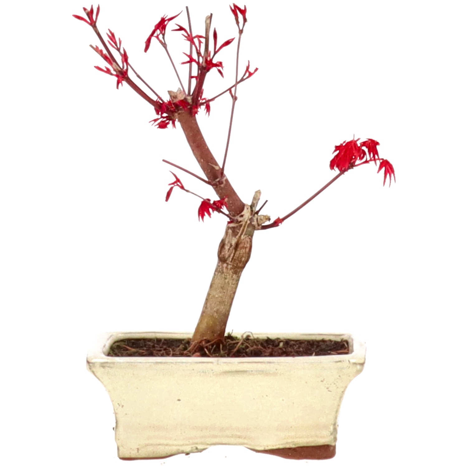 Jap. Fächerahorn (Deshojo), ca. 7 J. (20 cm)