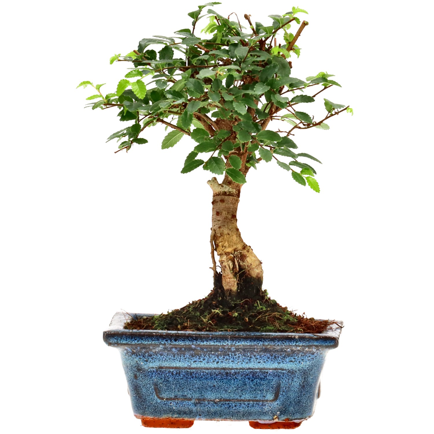 bonsai.fallbackImageTitle bonsai.fallbackImageTitle