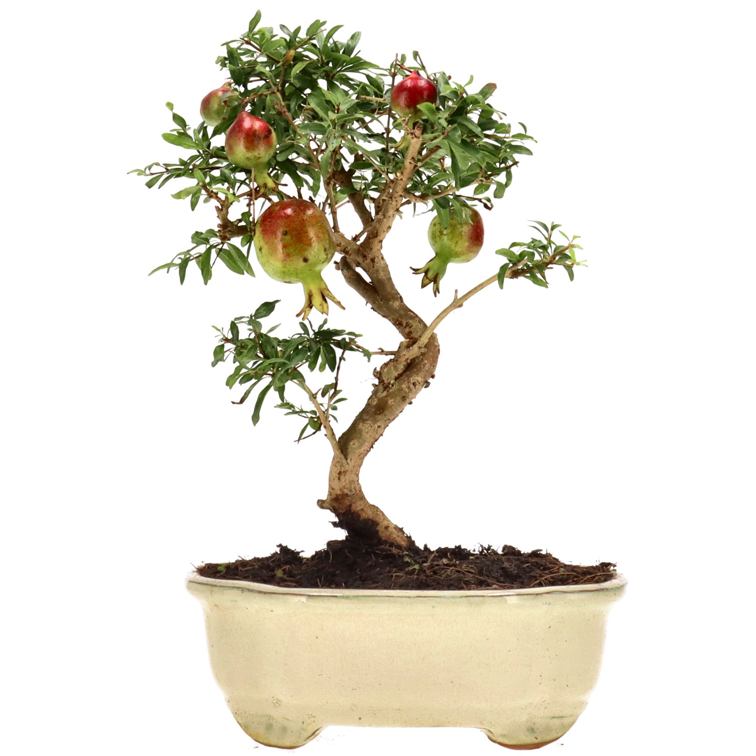 Grenadier commun, env. 8 ans (21 cm)