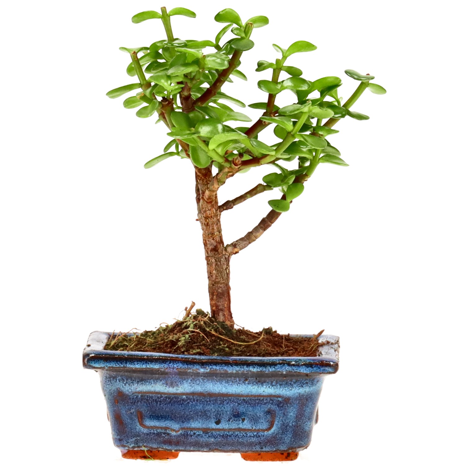 Elephant bush, approx. 5 y. (15 cm)