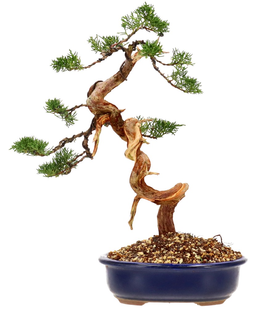 bonsai.fallbackImageTitle bonsai.fallbackImageTitle