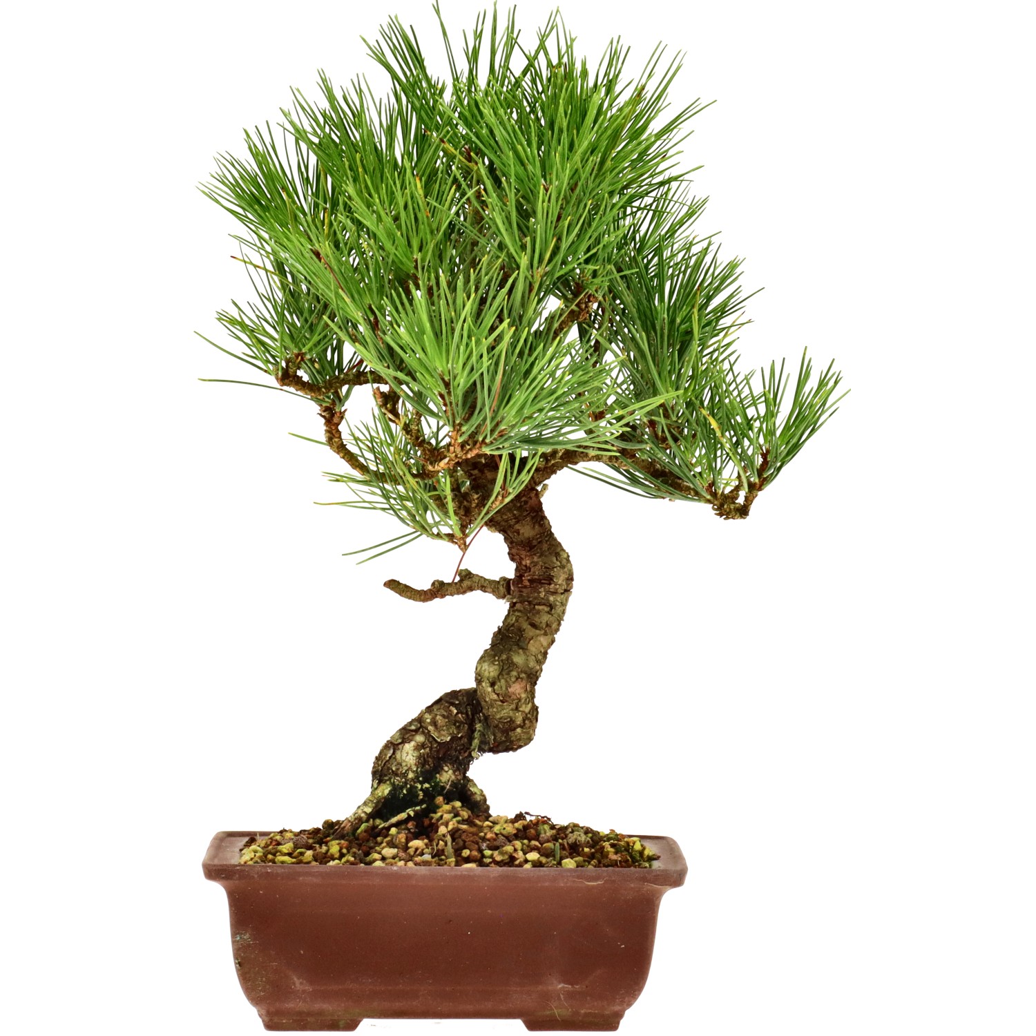 Pinus thunbergii, aprox. 14 años (27 cm)
