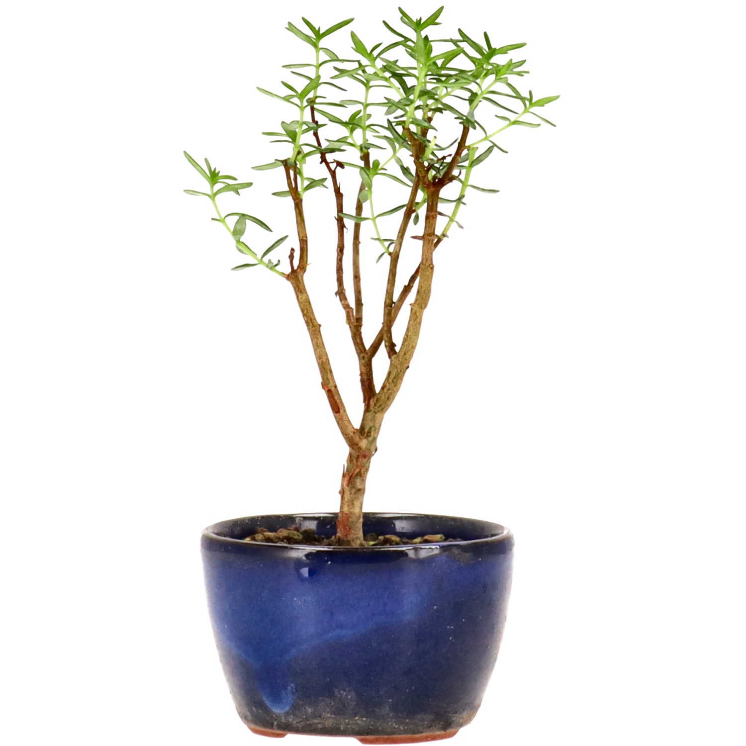 Albero di giada, ca. 2 anni (13 cm)