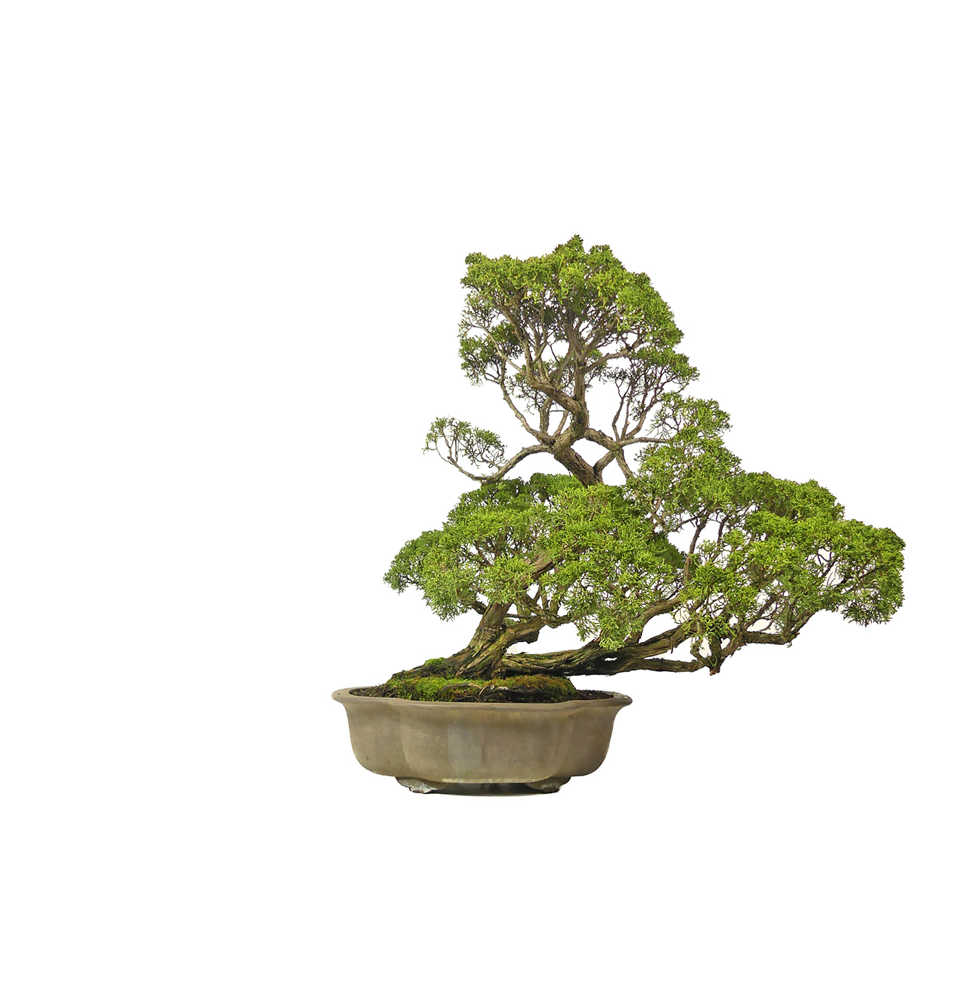 bonsai.fallbackImageTitle bonsai.fallbackImageTitle