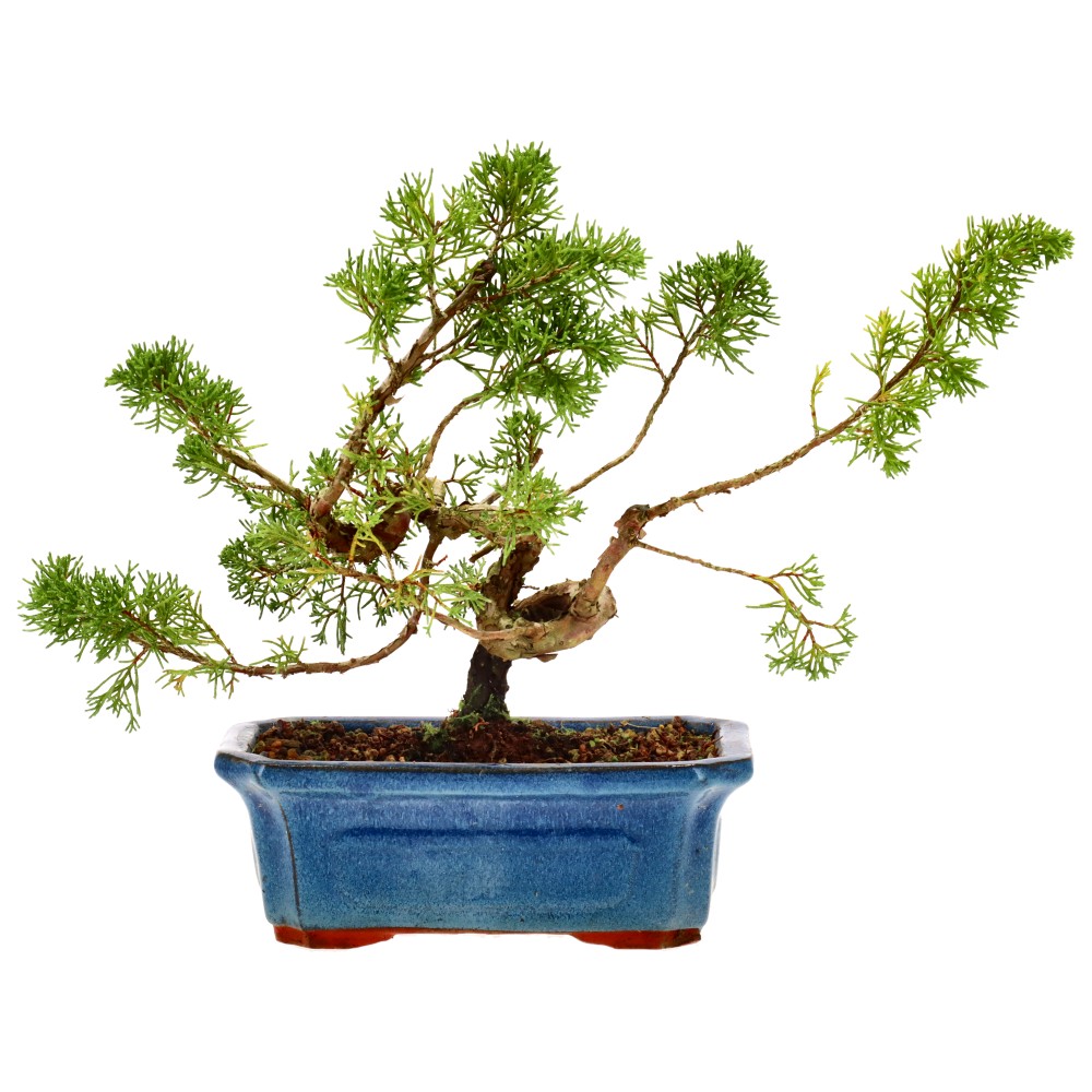 Chin. Wacholder, ca. 10 J. (23 cm)