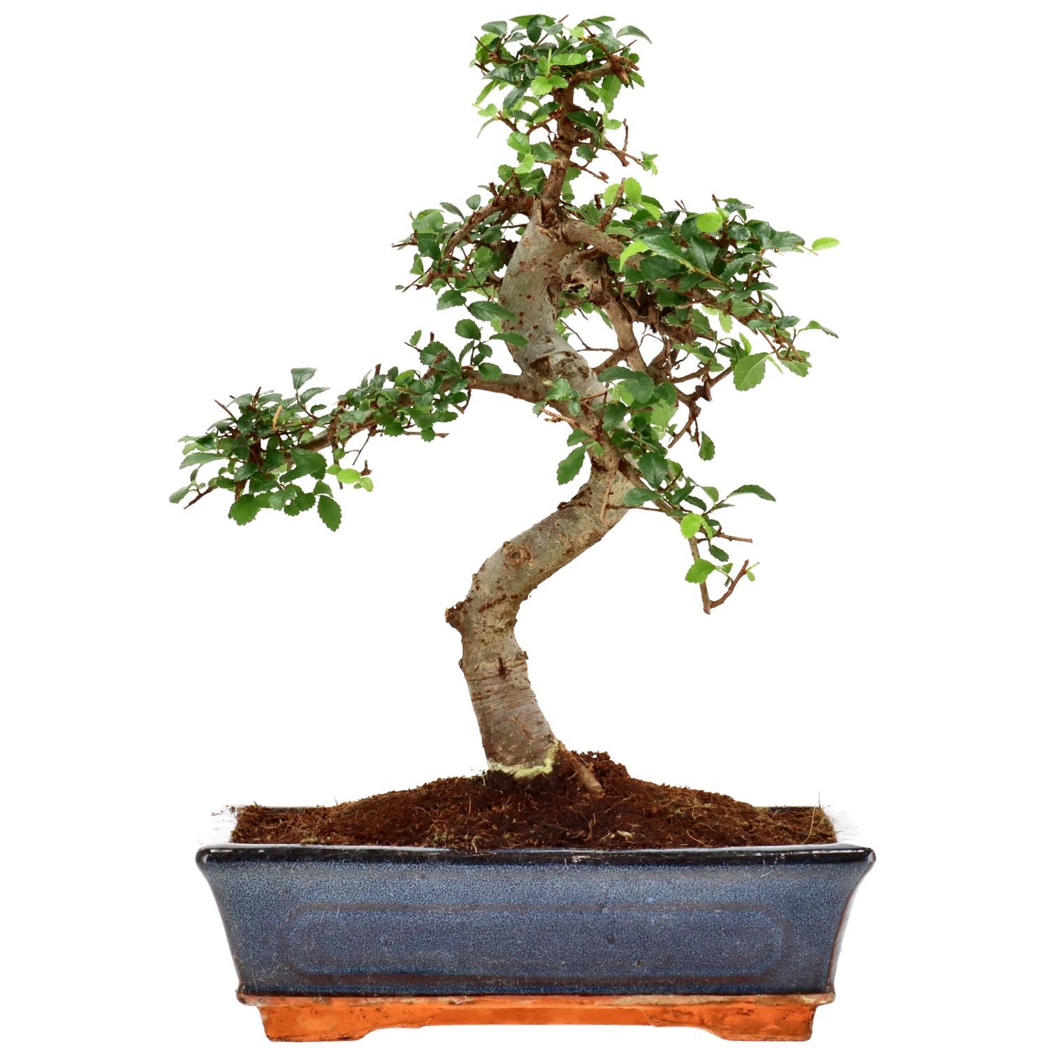 Chin. Ulme, ca. 12 J. (31 cm)