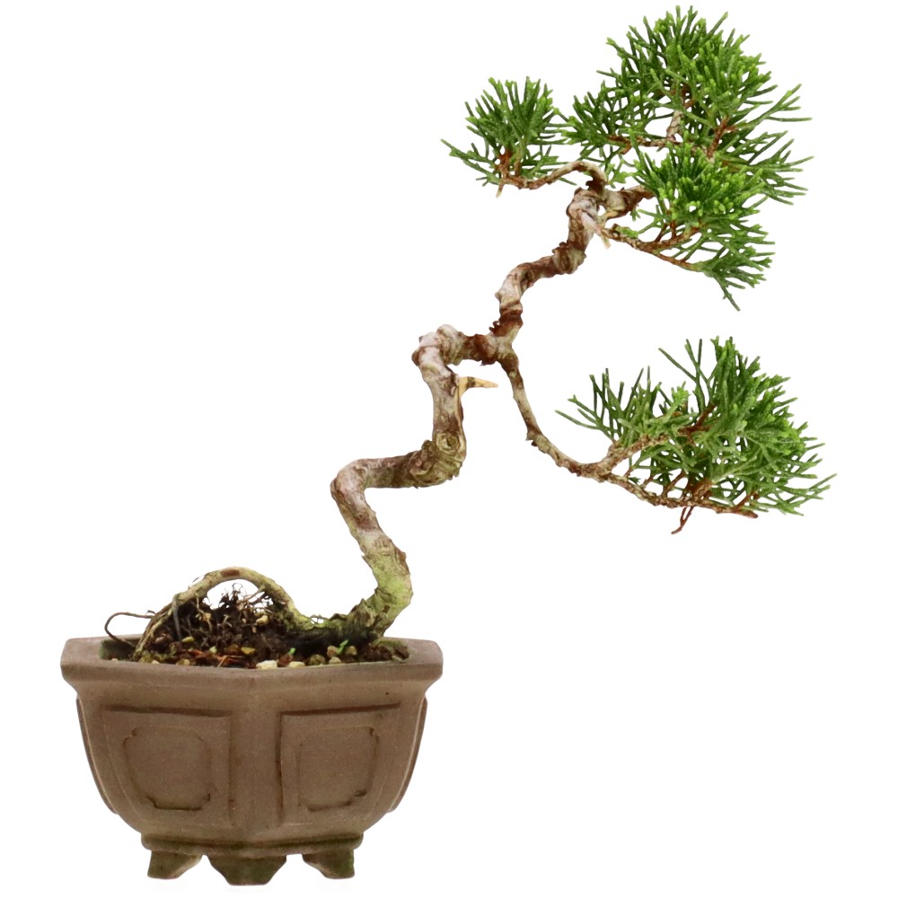 bonsai.fallbackImageTitle bonsai.fallbackImageTitle