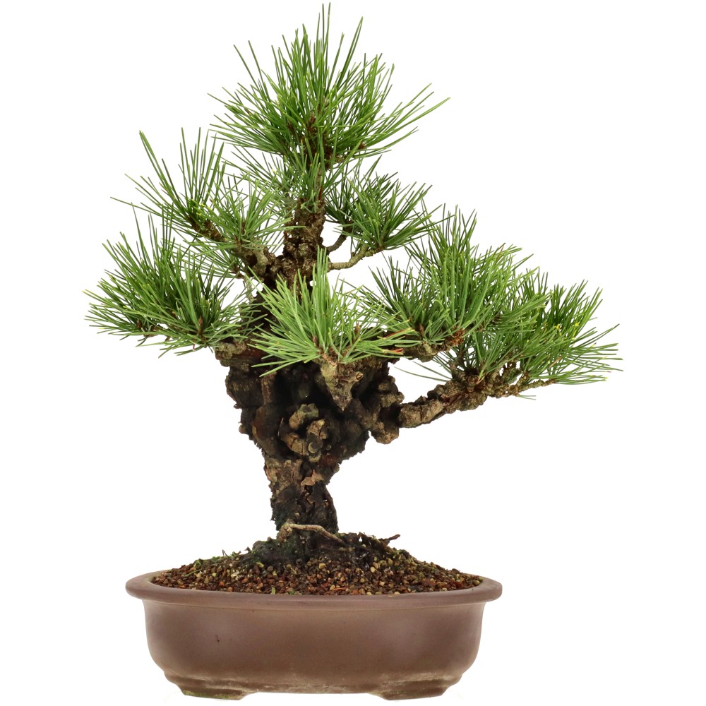 bonsai.fallbackImageTitle