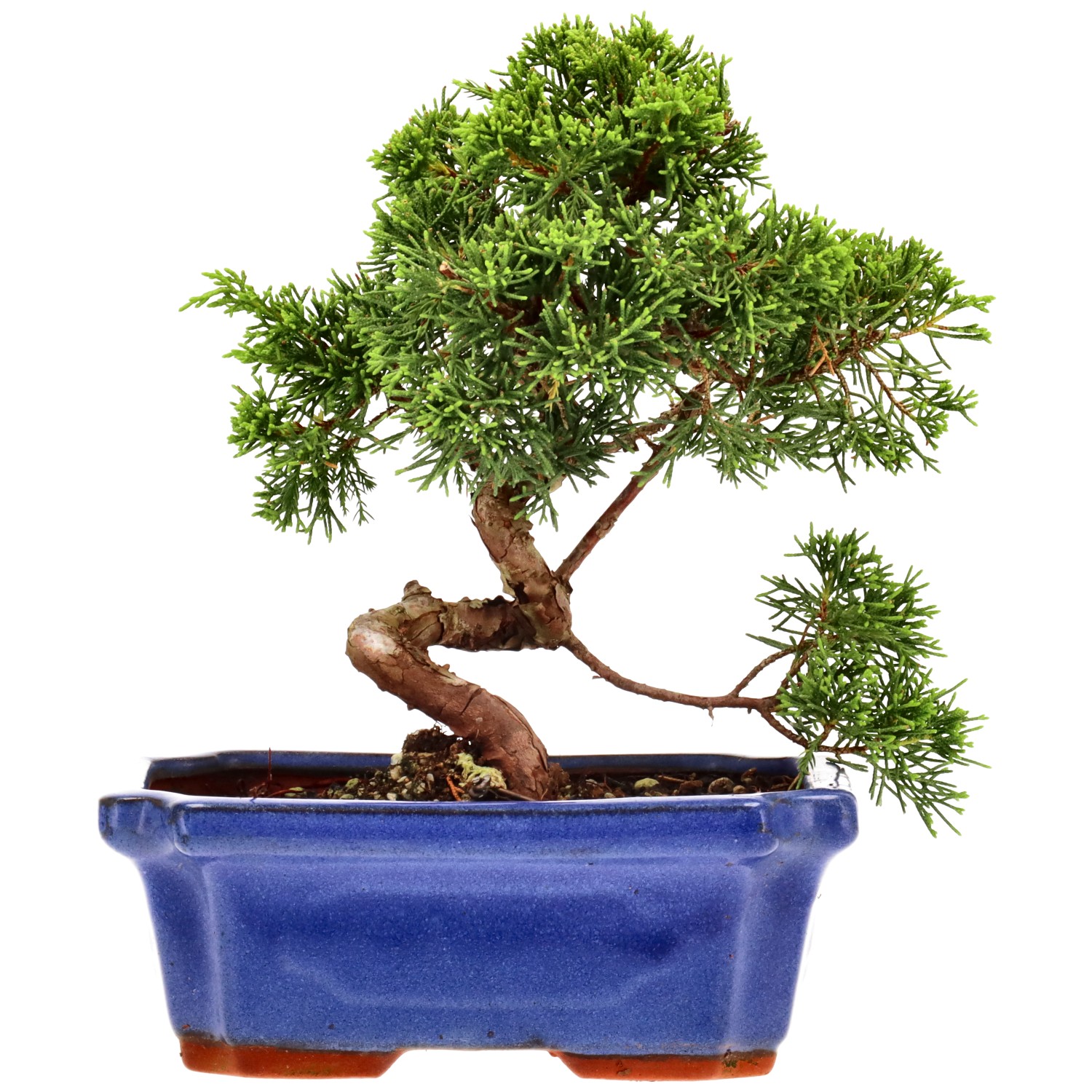 Genévrier de Chine, env. 9 ans (20 cm)