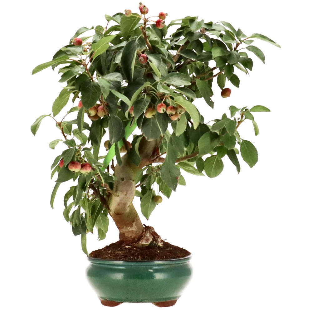 Zierapfel, ca. 17 J. (46 cm)