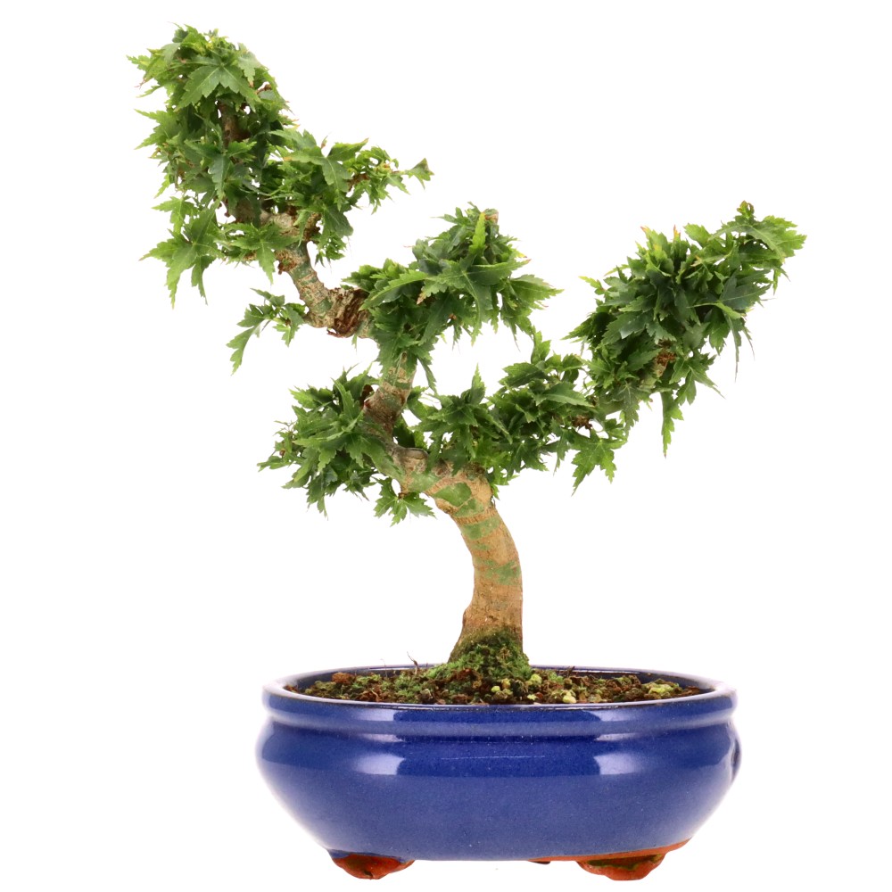bonsai.fallbackImageTitle