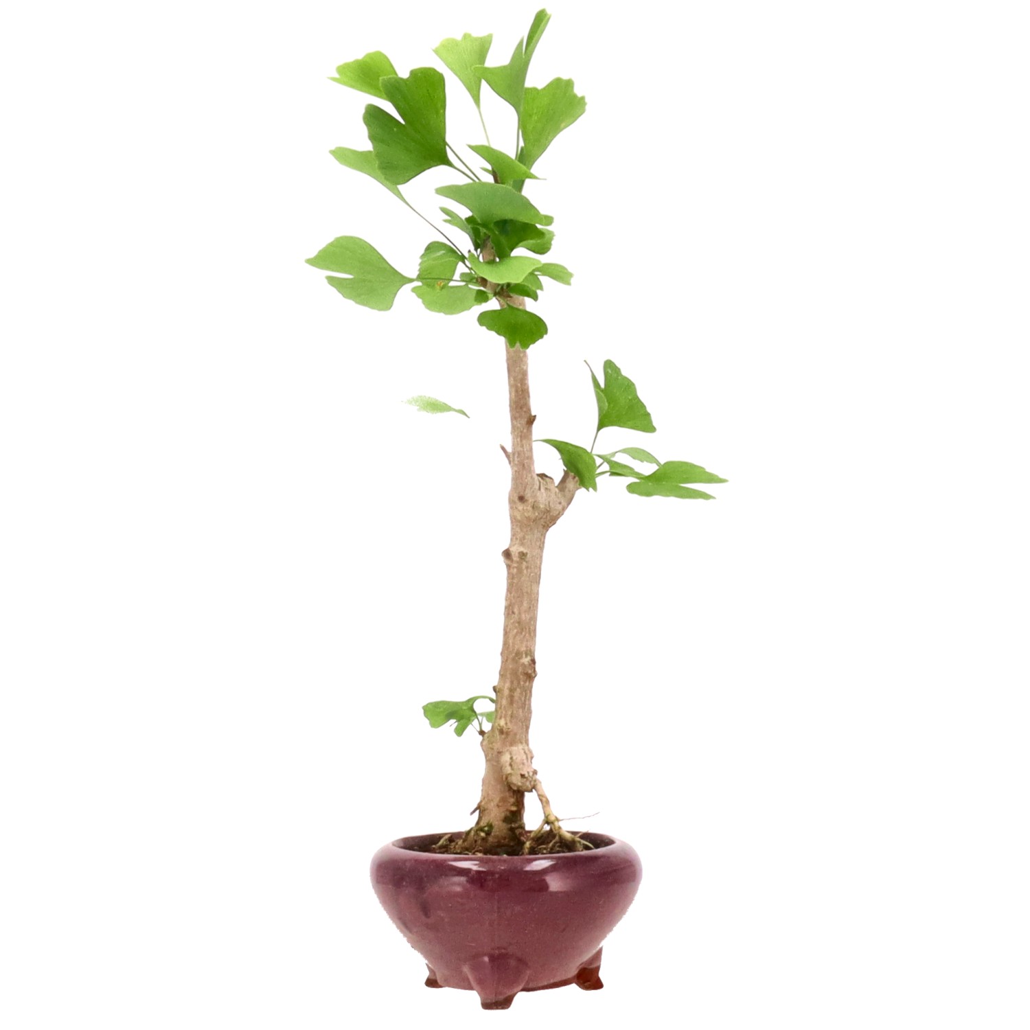 Ginkgo, ca. 10 J. (39 cm)