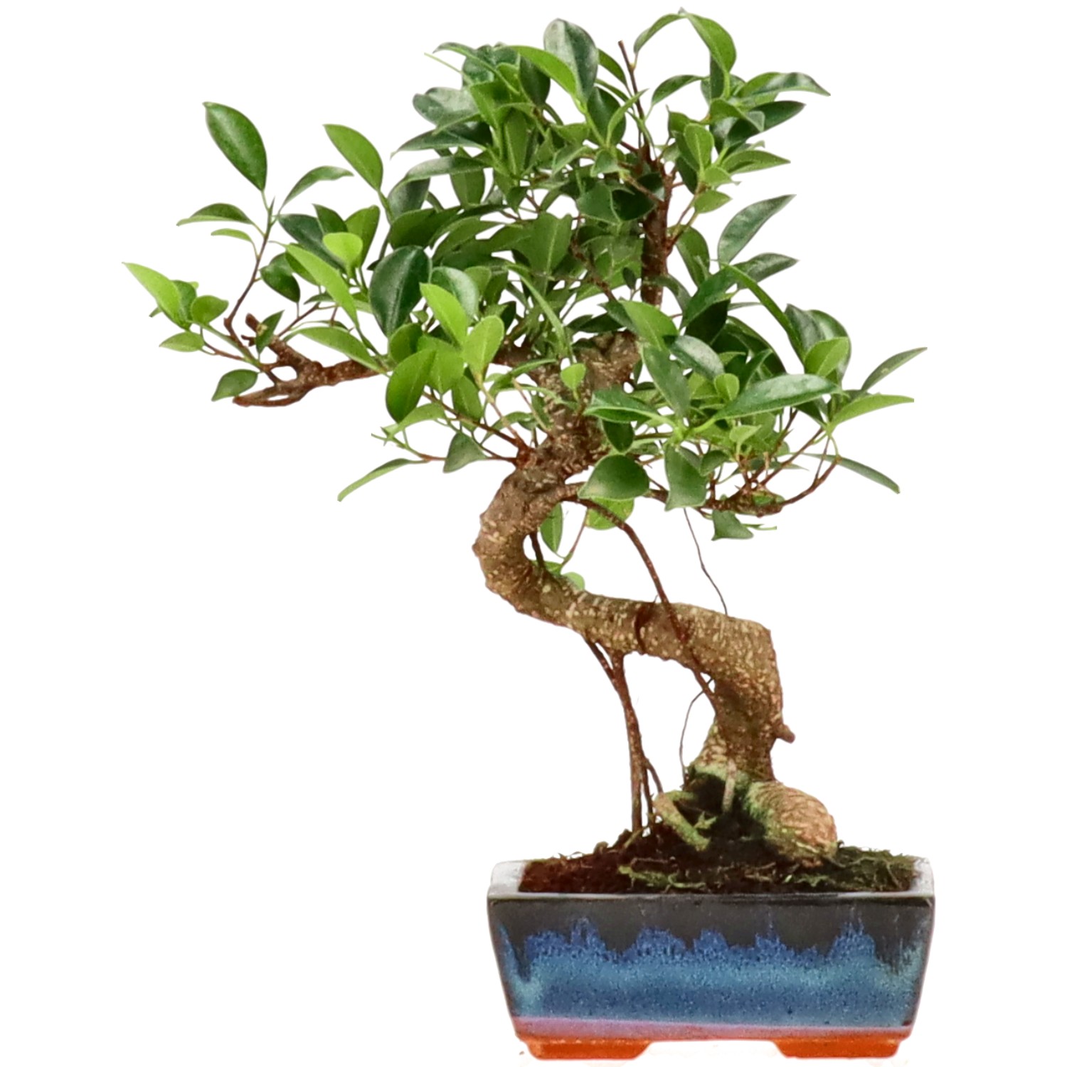 Chin. Feigenbaum (Ret.), ca. 8 J. (27 cm)