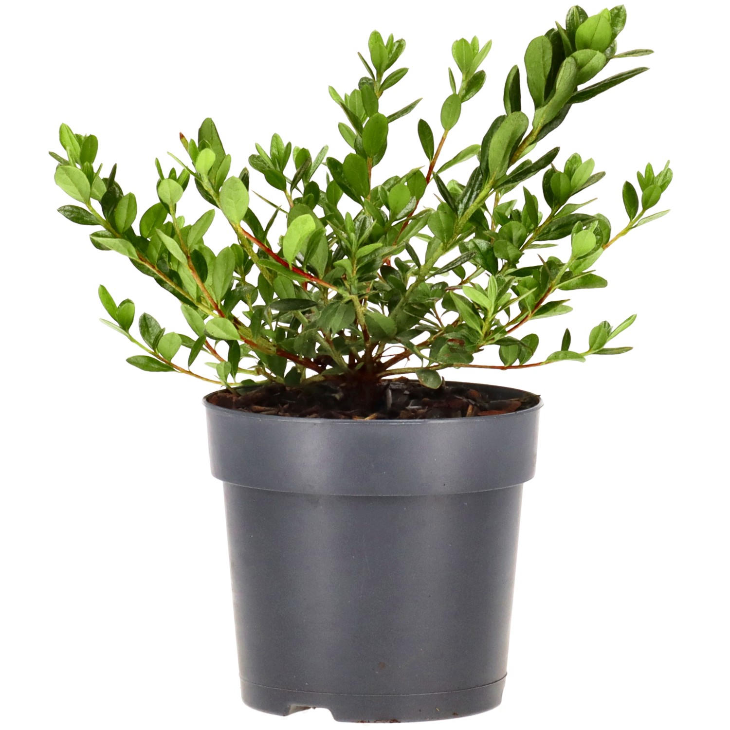 Azalée japonaise (Geisha Purple), env. 2 ans (10-20 cm)