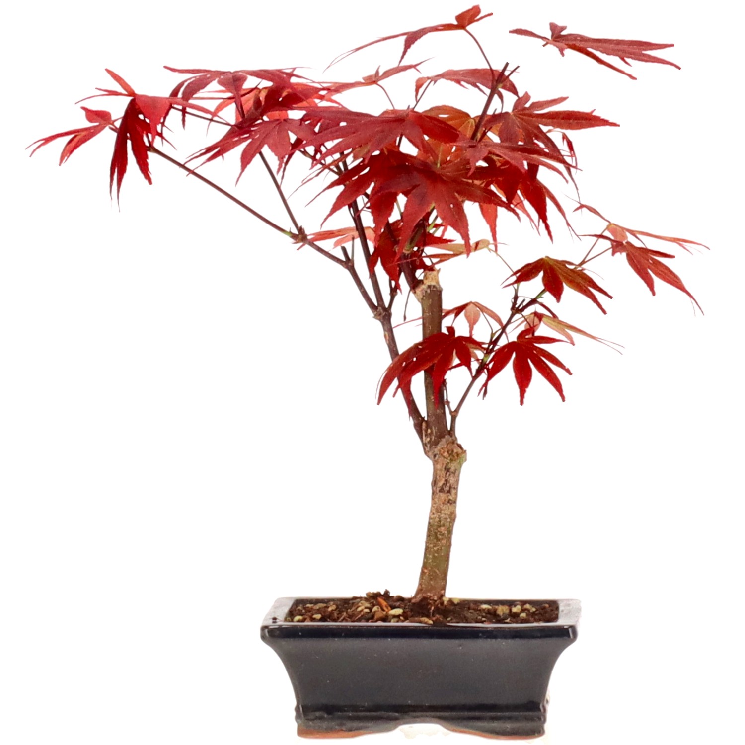 Jap. Fächerahorn (Atropurpureum), ca. 7 J. (27 cm)