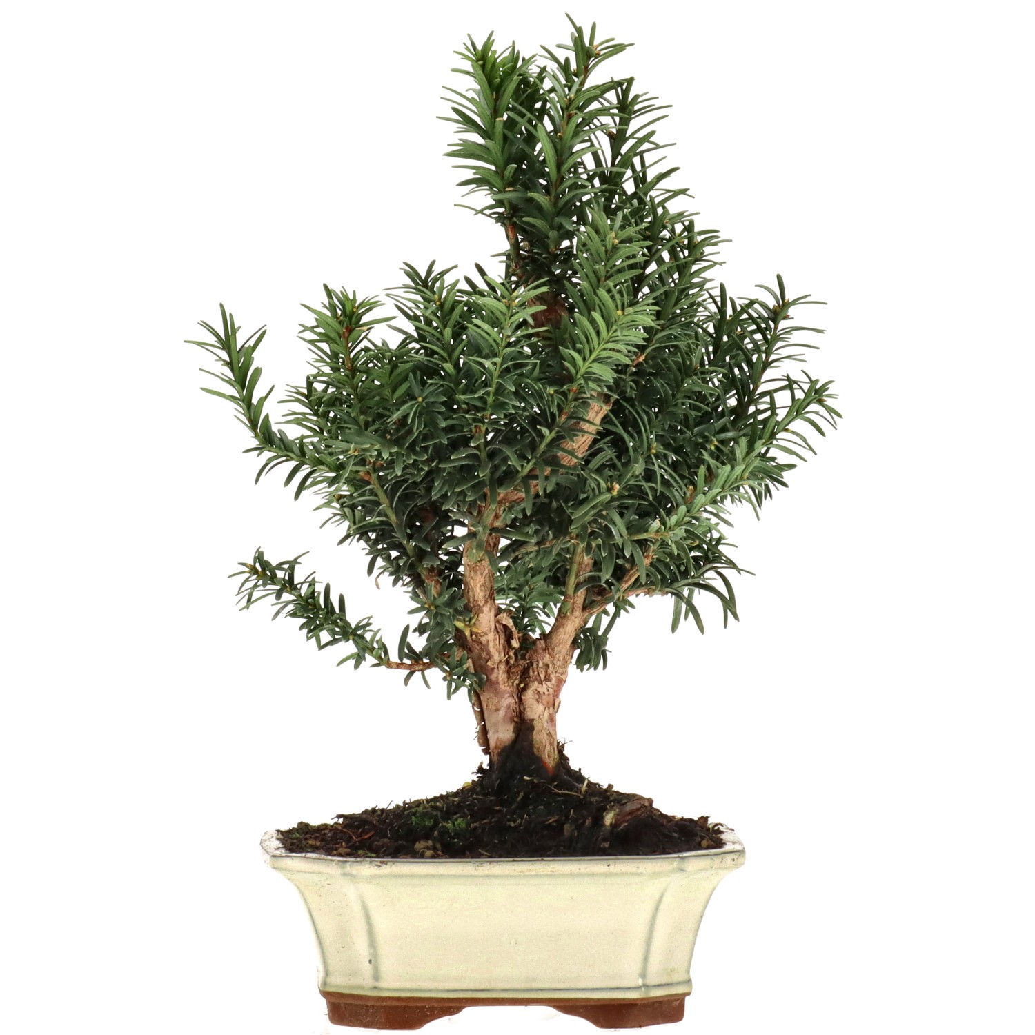 Bechereibe, ca. 10 J. (30 cm)