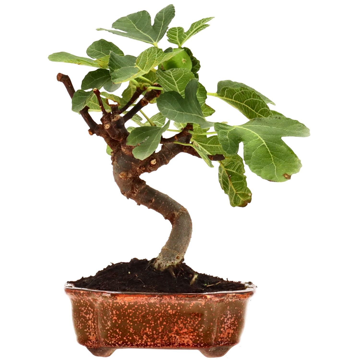 Fruchtfeige, ca. 8 J. (24 cm)
