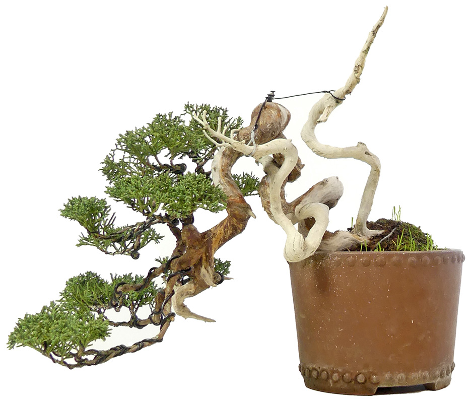 bonsai.fallbackImageTitle bonsai.fallbackImageTitle