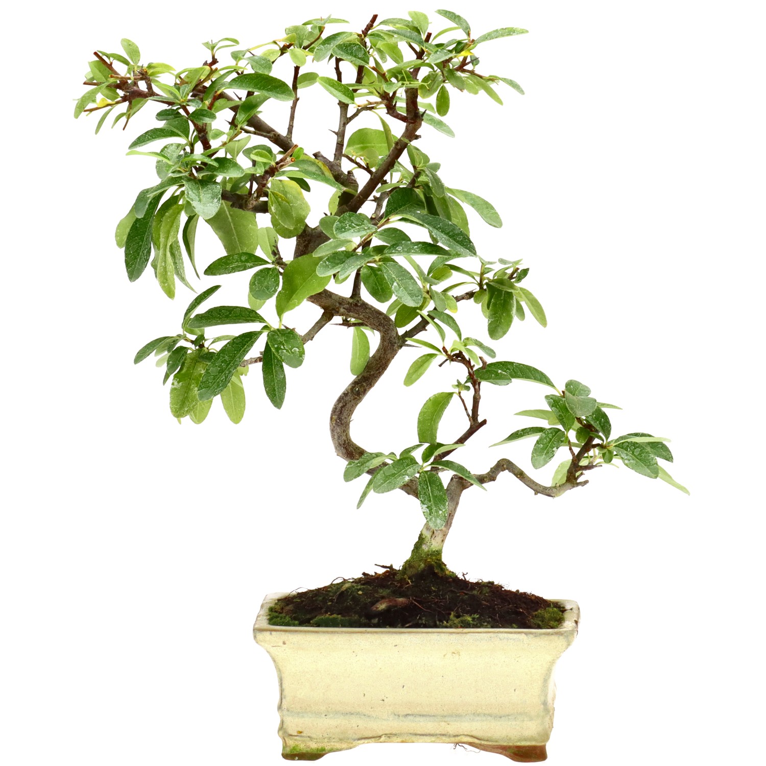 Feuerdorn, ca. 7 J. (29 cm)