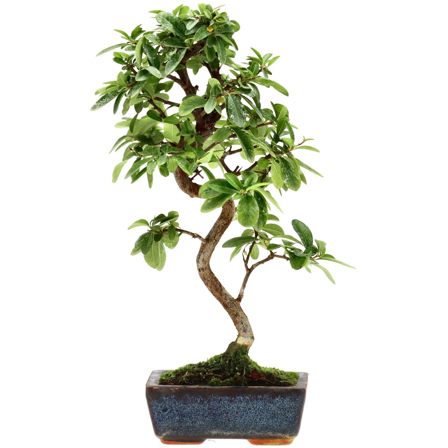 Feuerdorn, ca. 7 J. (34 cm)