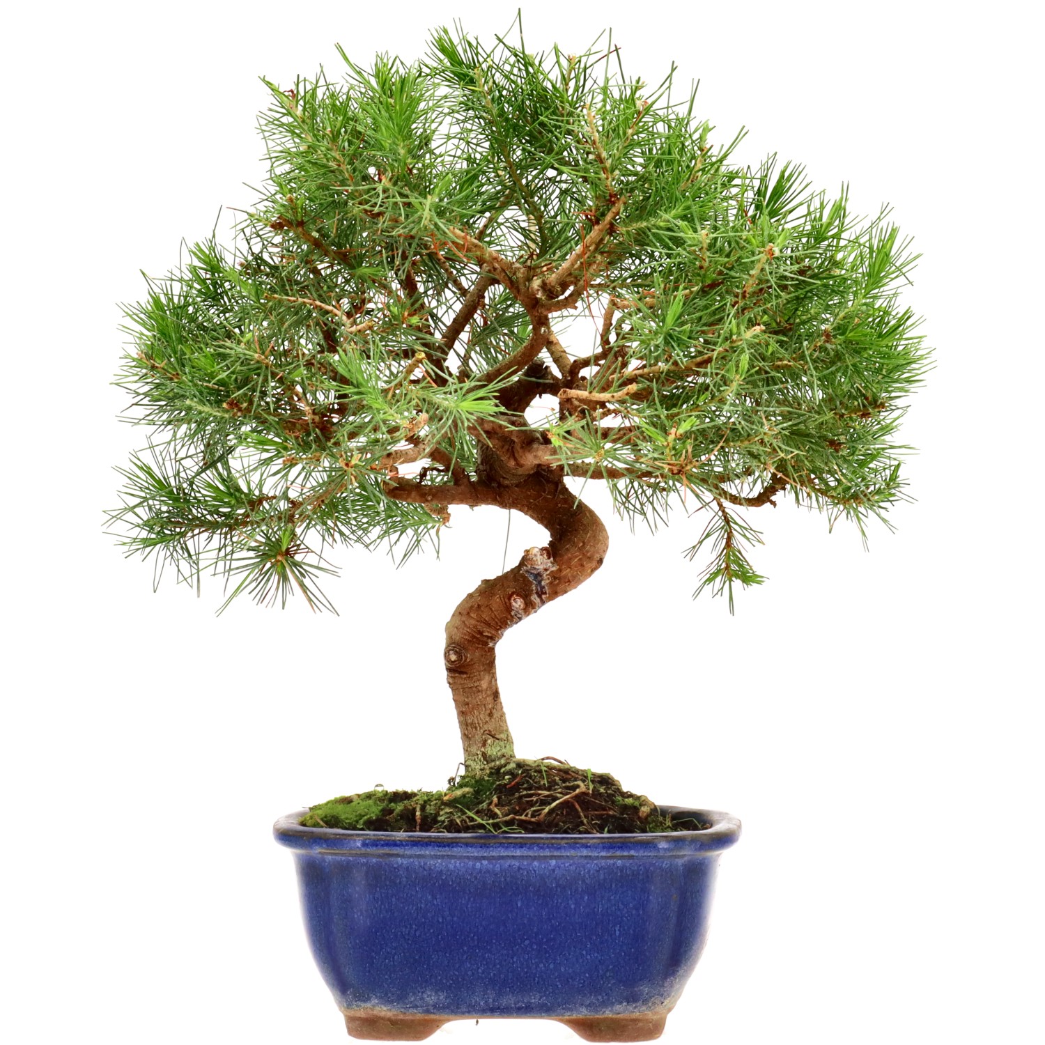Aleppo pine, approx. 8 y. (25 cm)