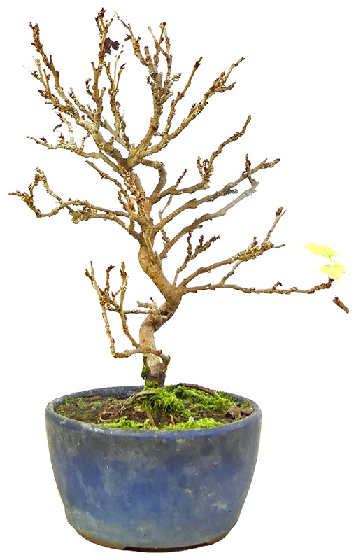 Maulbeerbaum, ca. 10 J. (19 cm) bonsai.fallbackImageTitle