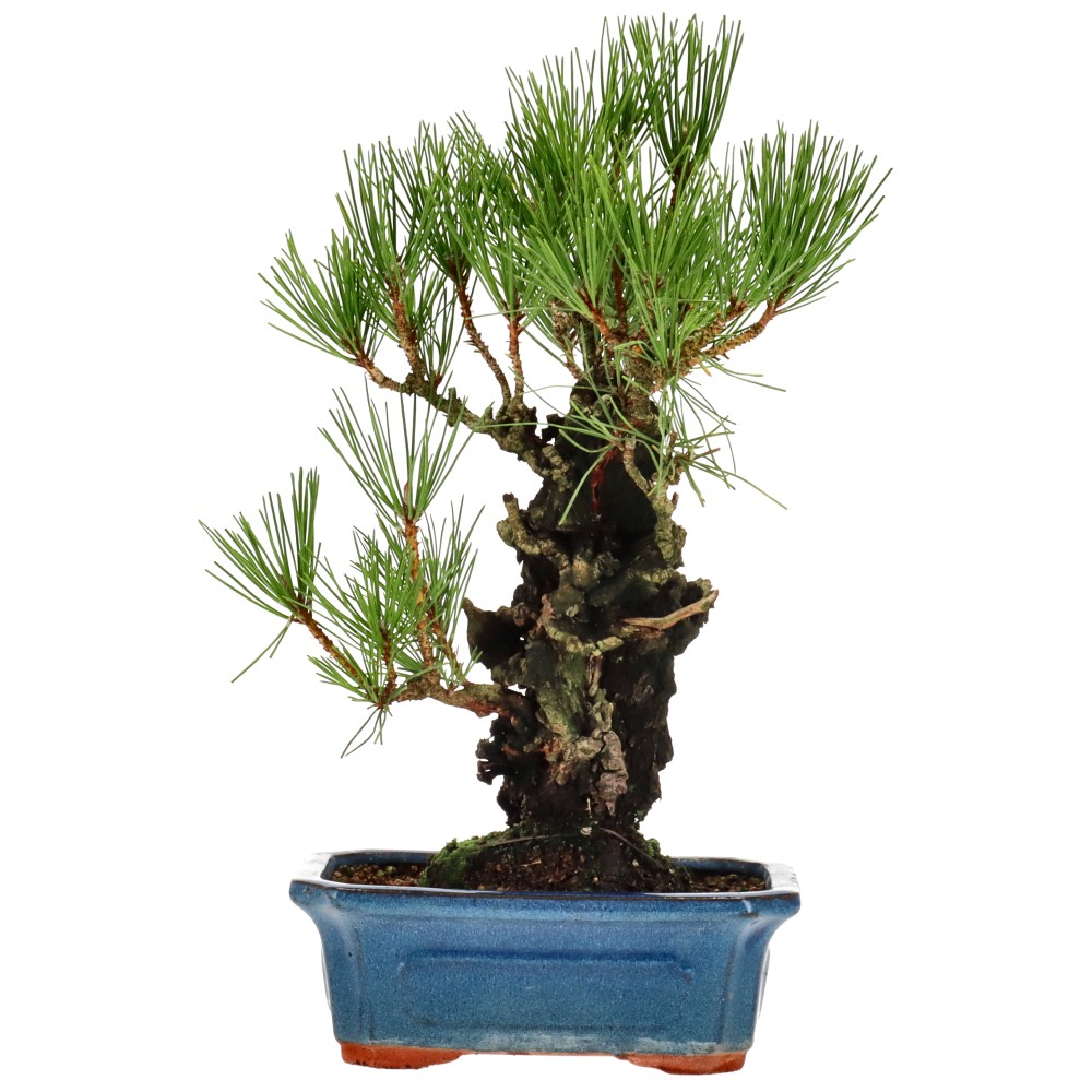Jap. Corkbark pine, approx. 15 y. (32 cm)