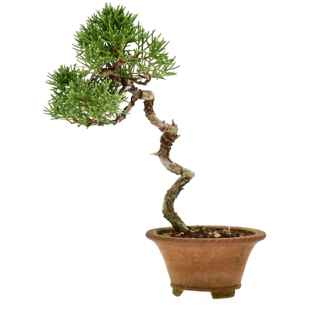 Chinese juniper, approx. 8 y. (16 cm)