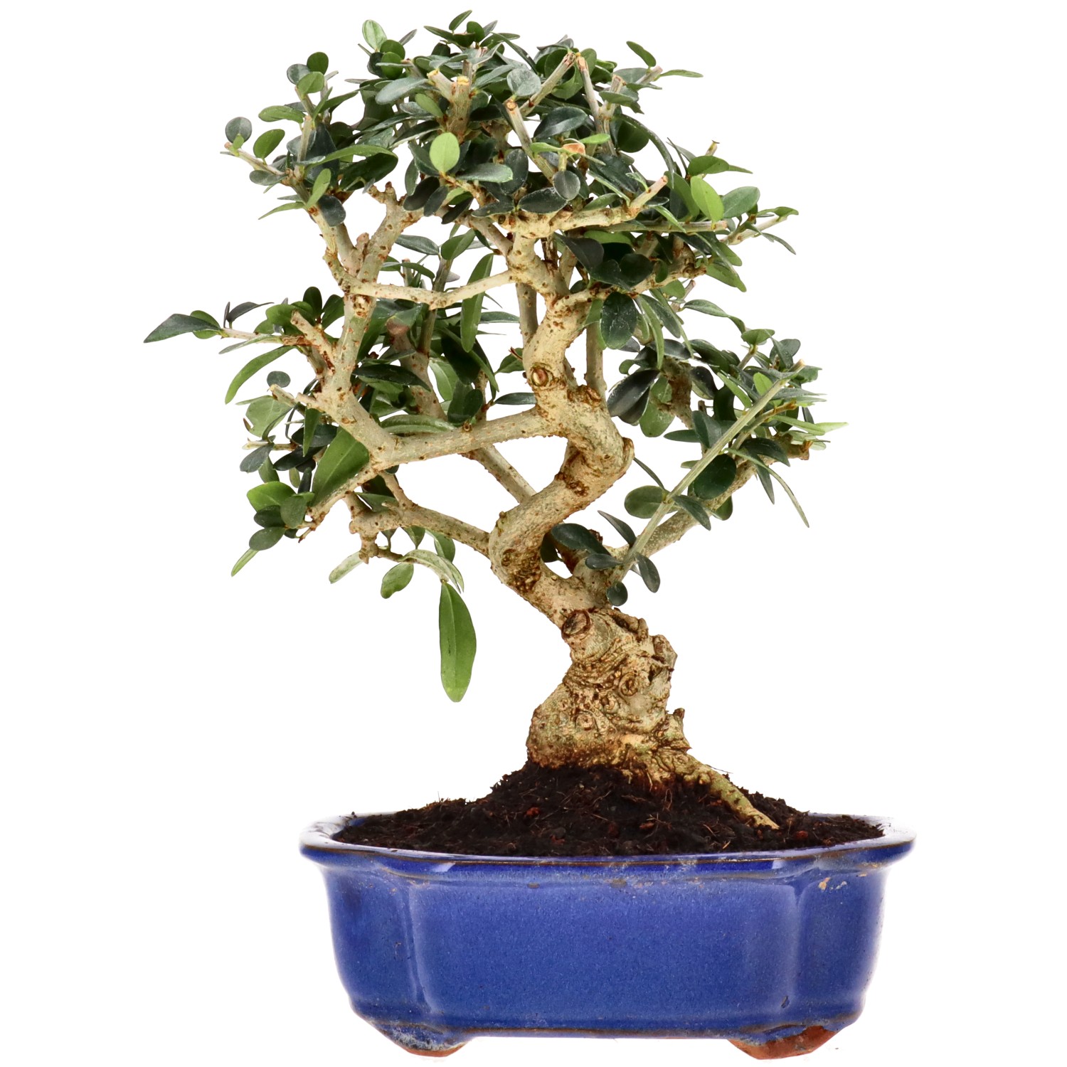 Wild olive, approx. 10 y. (28 cm)