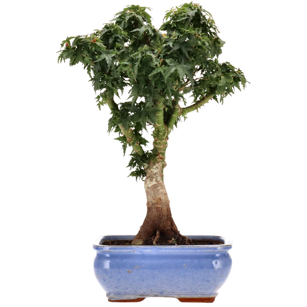 Acer palm. Shishigashira, aprox. 12 años (35 cm)