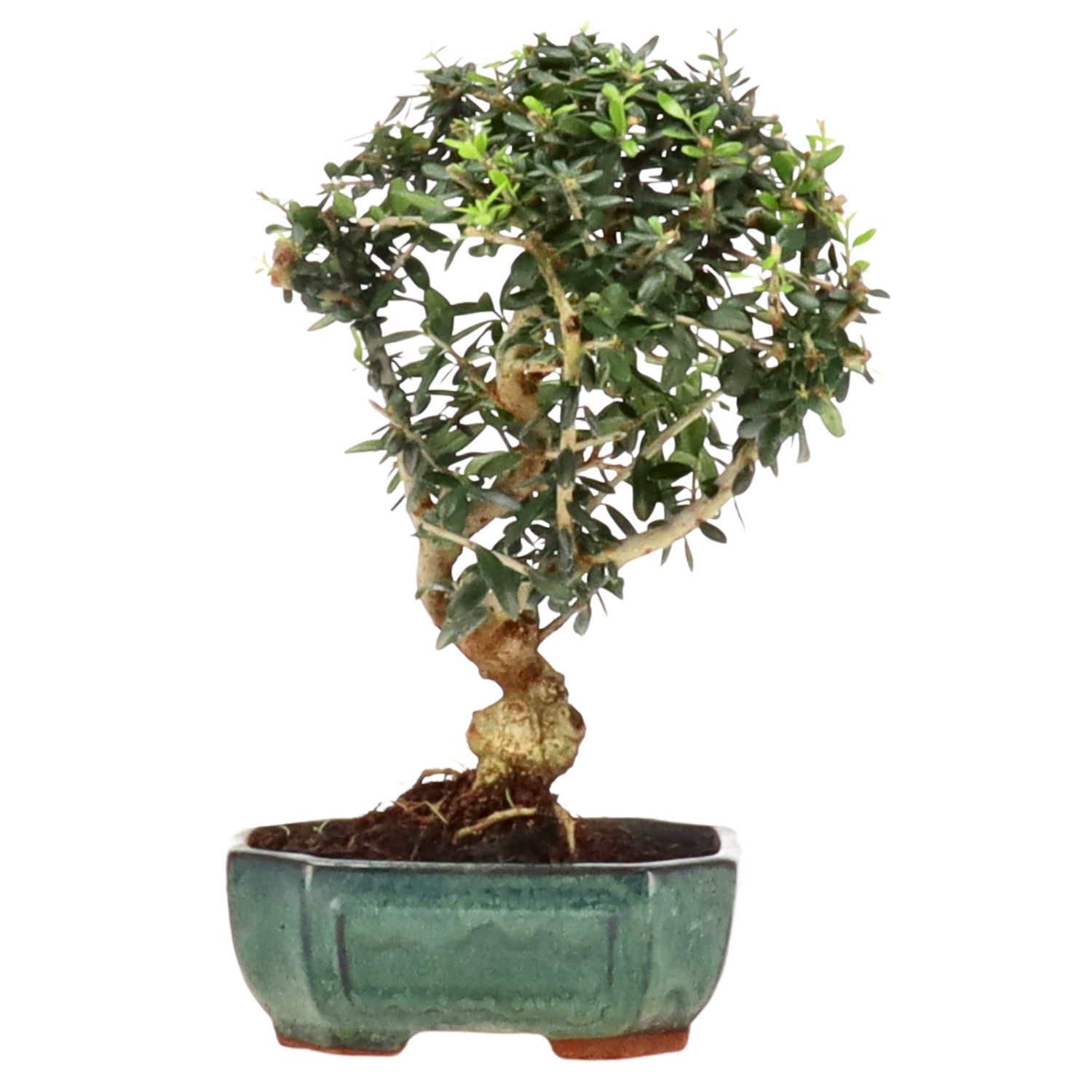 Wildolive, ca. 8 J. (25 cm)