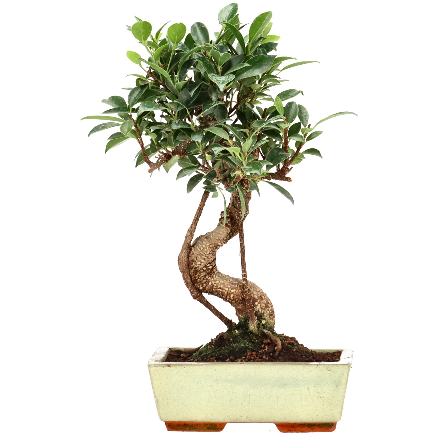 Ficus Retusa, aprox. 9 años (27 cm)