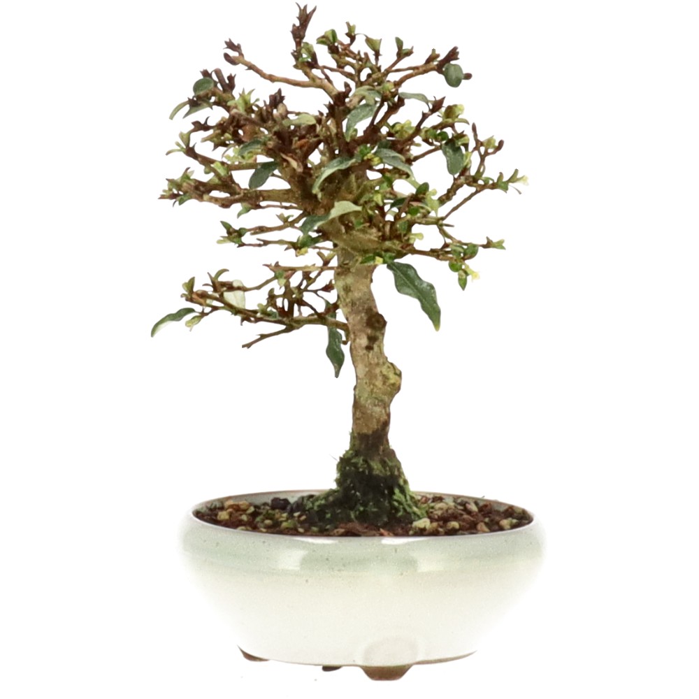 bonsai.fallbackImageTitle bonsai.fallbackImageTitle
