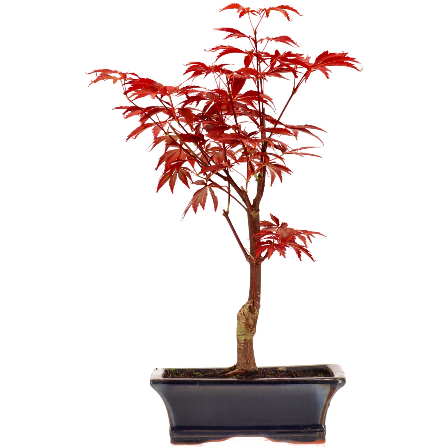 Jap. Fächerahorn (Atropurpureum), veredelt, ca. 9 J. (35 cm)