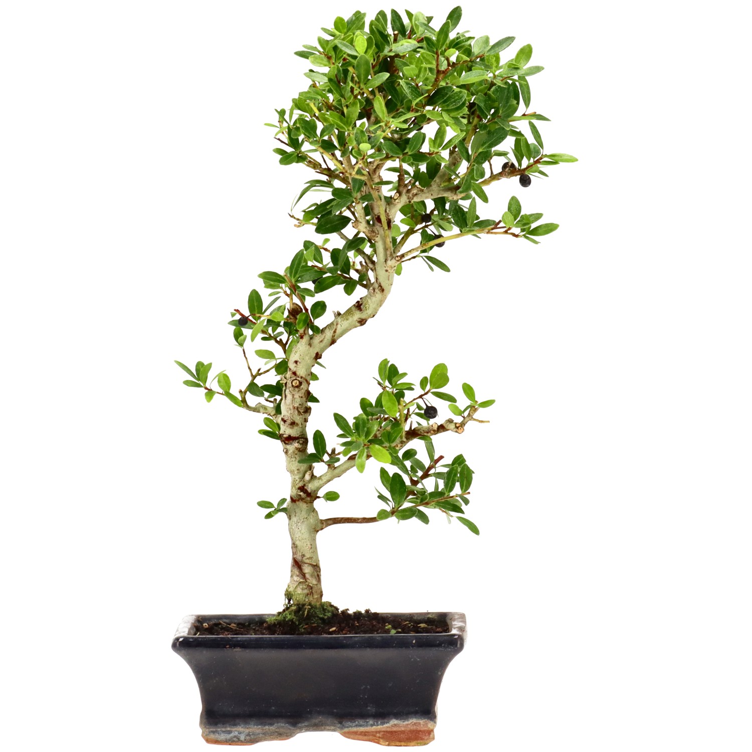 Jap. Stechpalme, ca. 7 J. (31 cm)