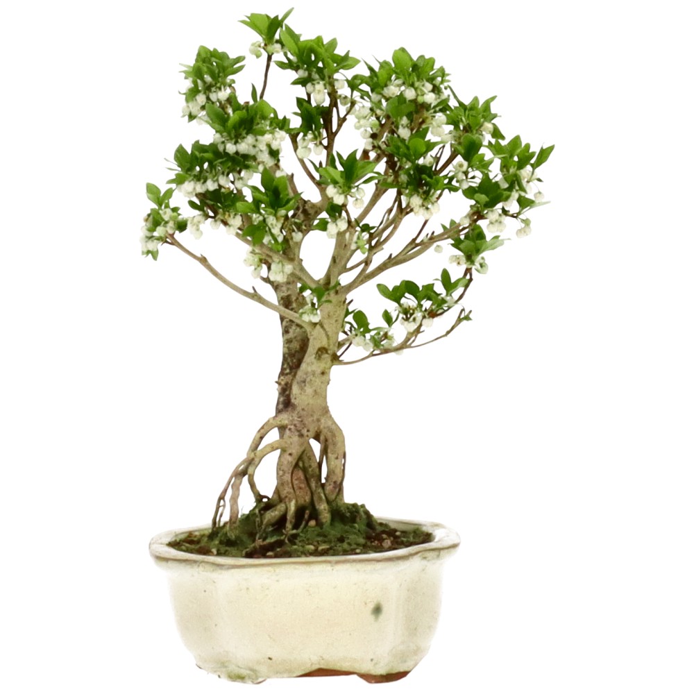 bonsai.fallbackImageTitle bonsai.fallbackImageTitle