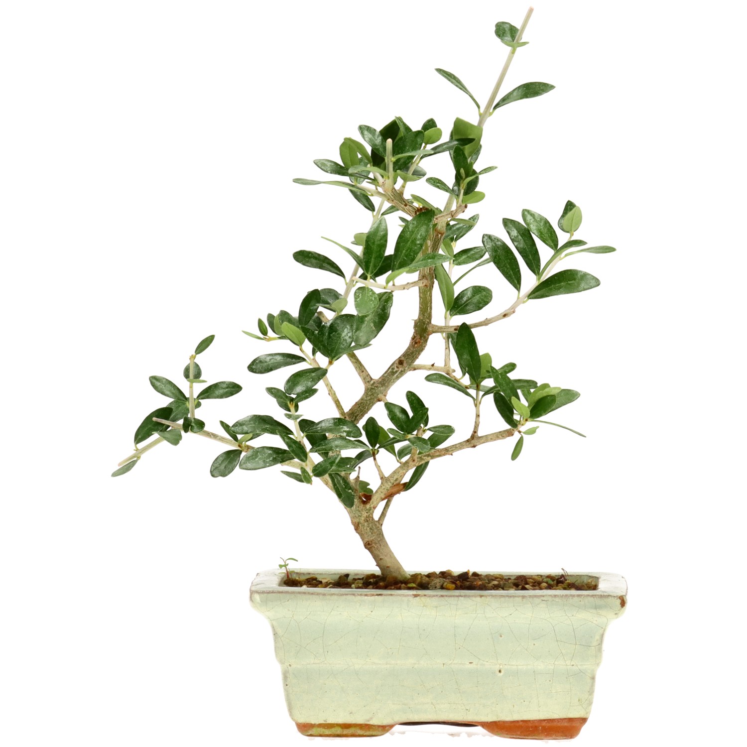 Wildolive, ca. 5 J. (24 cm)