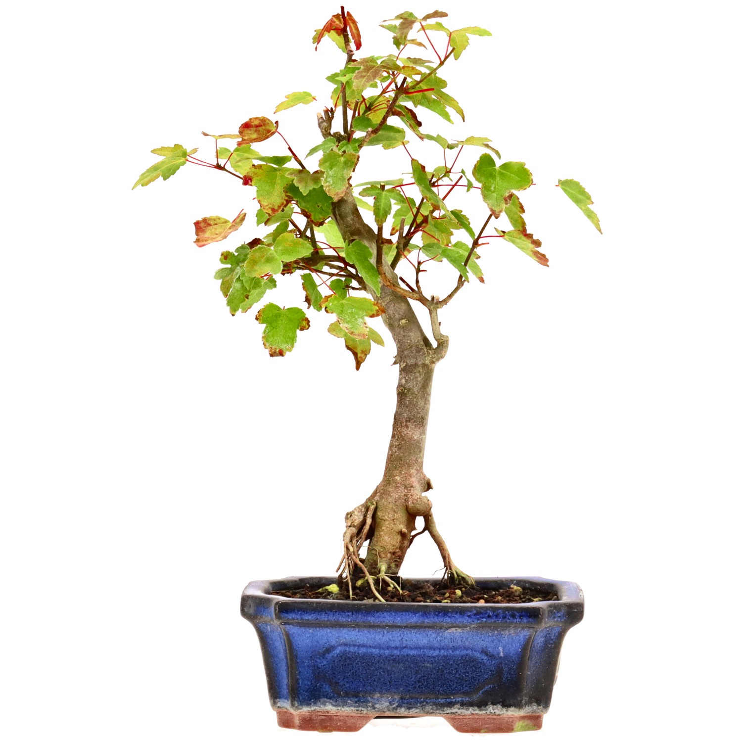 Trident Maple, approx. 6 y. (25 cm)