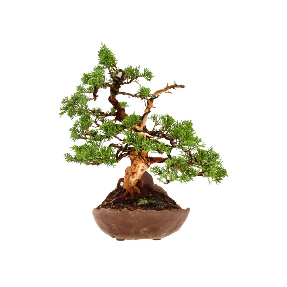 bonsai.fallbackImageTitle bonsai.fallbackImageTitle