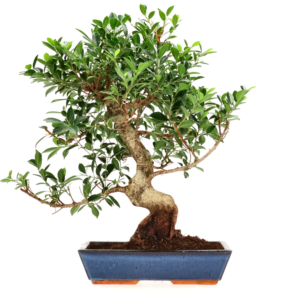Chin. Feigenbaum (Retusa), ca. 20 J. (66 cm)