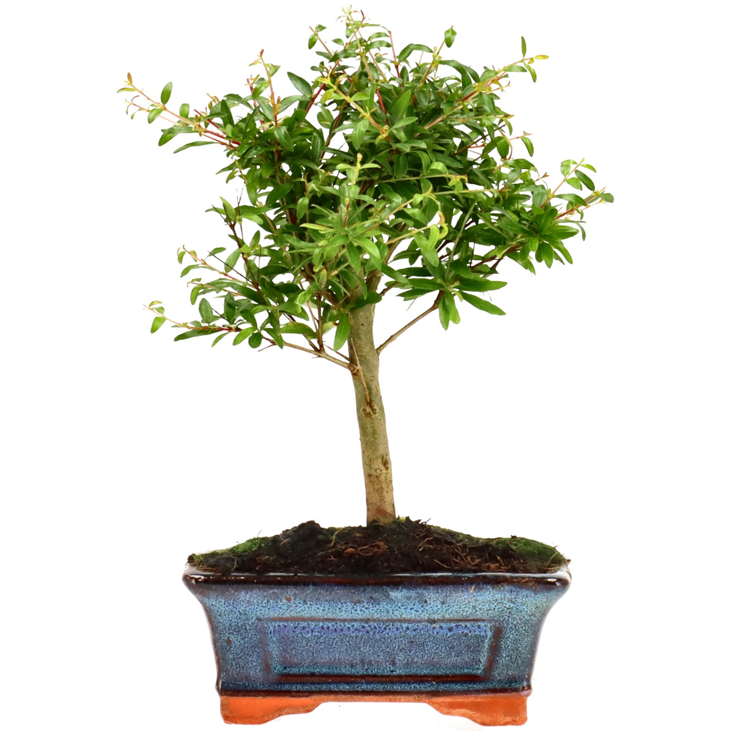 Melograno, ca. 6 anni (22 cm)
